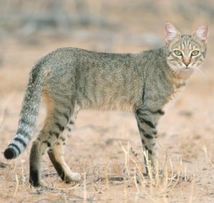 African-wildcat-300x285.jpg