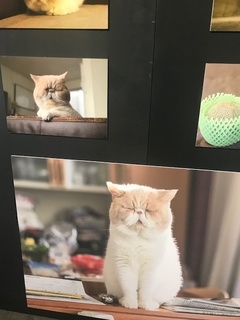 ねこやすみてん5.jpg