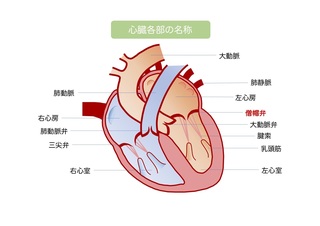 心臓.jpg