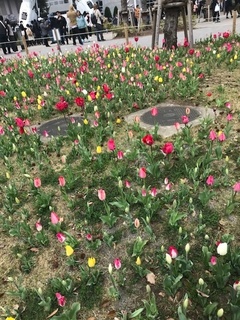 チューリップ花壇2.jpg