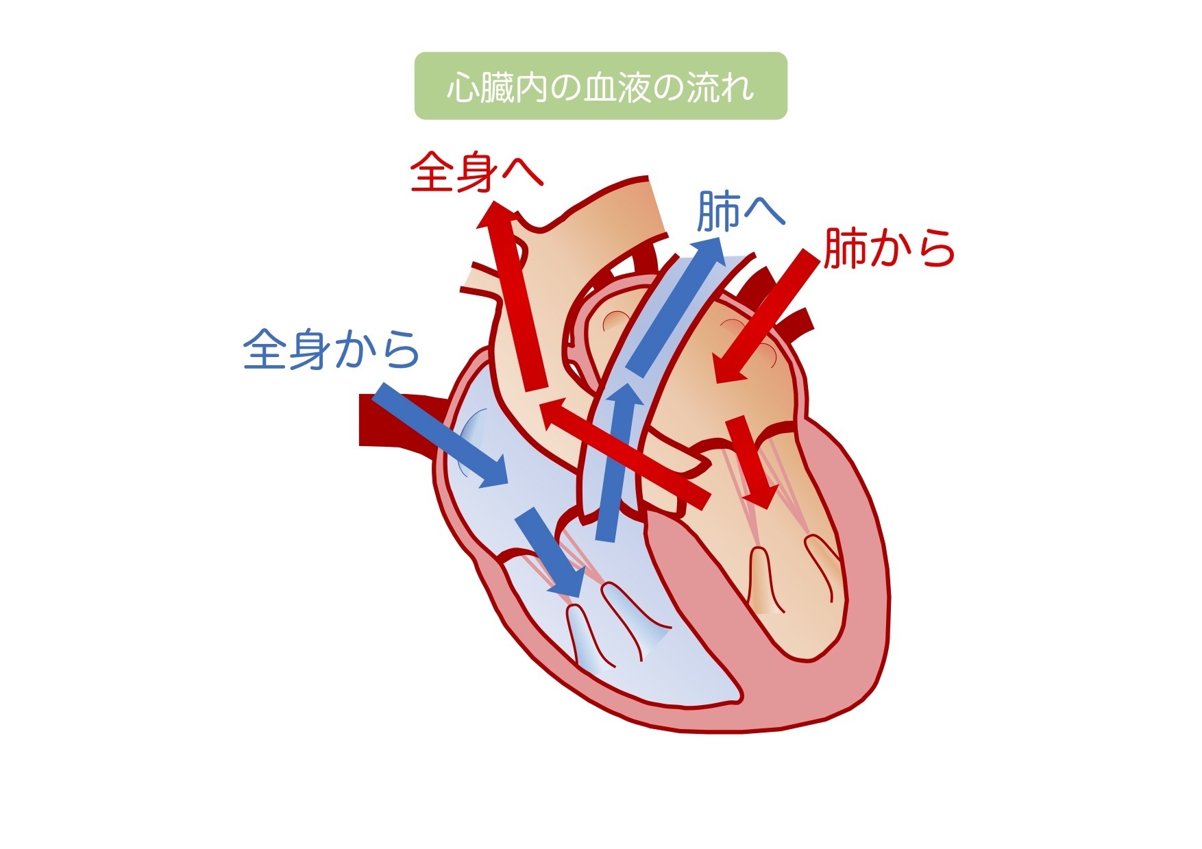 心臓の絵を描く ベルスタッフの遠吠え